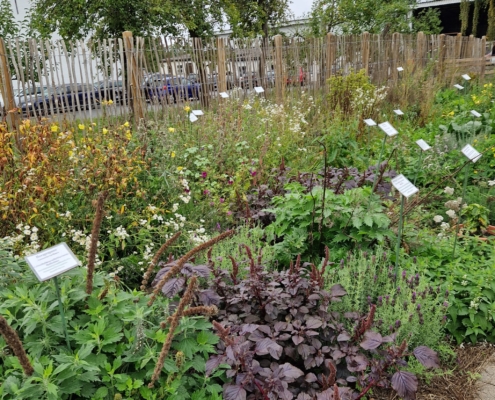 Heilkräutergarten